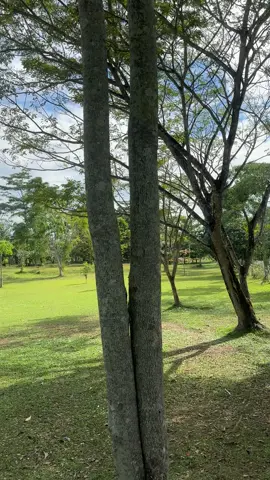 Kebun Raya Banua ternyata seindah ini 😍 #kebunrayabanua #banjarbarubungas #kebunrayabanjarbaru #alamdesaku👍👍 #camping #wisatabanjarbaru #southborneo 