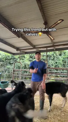 Teaching my calves how to shuffle 🐄🪩 First attempt… we need a bit more practice 😂 #frenchfarmers #BabyCow #FarmLife #trend #calves #Puppy #dairyfarm 