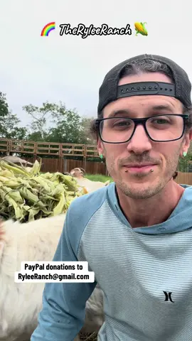 Kalan at The Rylee Ranch: Let’s check in with the animals and some projects going on here! #ryleeranch #kalanrylee #followme #foryou #foryoupage #fyp #trending #tiktok #Love #animals #viral #outdoor #spring #farm #farmlife #dailylife #gayboy #farmboy #alberta #goose #ostrich #goats #emu #cornhusks #ostricheggs #stingingnettle