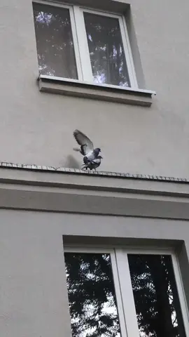 gołębie  się rozmnażają