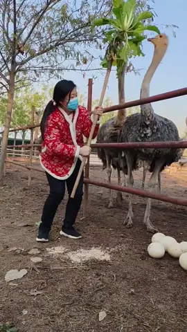 Amazing Ostrich egg collecting #ostrich #ostrichegg #ostrichtiktok  #selflovejourney #viralai #viraltiktok #invideo #fyp 