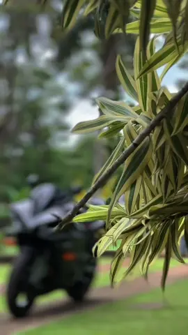 Shapely🐉❤️‍🔥🔥 #fv🥺💓🌿 #foryou #foryoupage #fypシ゚viral #yamahar1 #srilankan_tik_tok🇱🇰 @LANKI🧚🏻‍♀️ @M i S h🐆❕ @𝓢𝓱𝓪𝓴𝔂𝔂  💋 @666+🩸 