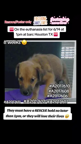 📣Extended to Saturday, 6/14 @1pm  🆘On the euthanasia list Friday 6/13🆘   🐶🍼 #A2017606 , 7607, 7608, 7610, 7611, 7612  Rescue Only 6/8 intake | Staffie Mix | 8W | 4 lbs | 💜 𝗩𝗼𝗹𝘂𝗻𝘁𝗲𝗲𝗿 𝗡𝗼𝘁𝗲𝘀  We were not able to meet this litter of puppies, but if you want to help meet the animals, please reach out to us!  📝 𝗦𝗵𝗲𝗹𝘁𝗲𝗿 𝗡𝗼𝘁𝗲𝘀: none 🚑𝗠𝗲𝗱𝗶𝗰𝗮𝗹 𝗡𝗼𝘁𝗲𝘀:  06/12/25 14:08 possible ringworm on tail for A2017605. has other littermates also, rw exposed (A2017607-7612) 🏷 This pet can only be tagged by a RESCUE group but please remember all rescues need 𝗙𝗢𝗦𝗧𝗘𝗥𝗦 in order to tag this pet and save their life. This pet cannot be adopted through the shelter, so please message the page if you can help! 📌 Please contact BARC if you are local and can help! Neither BARC nor the page can assist out of state adoption or foster offers. We are NOT the shelter. 🚩Please do not honor pledges until the post has been updated with rescue information and a freedom picture. Please reach out with any questions or concerns 💌 𝗔𝗹𝗹 𝗵𝗼𝗹𝗱𝘀 𝗠𝗨𝗦𝗧 𝗯𝗲 𝗶𝗻 𝘄𝗿𝗶𝘁𝗶𝗻𝗴, 𝘀𝗼 𝗽𝗹𝗲𝗮𝘀𝗲 𝗱𝗼 𝗻𝗼𝘁 𝗖𝗮𝗹𝗹. 𝗜𝗳 𝗟𝗼𝗰𝗮𝗹 𝗮𝗻𝗱 𝗶𝗻𝘁𝗲𝗿𝗲𝘀𝘁𝗲𝗱 𝗶𝗻 𝗙𝗼𝘀𝘁𝗲𝗿𝗶𝗻𝗴 𝗼𝗿 𝗔𝗱𝗼𝗽𝘁𝗶𝗼𝗻, 𝗲𝗺𝗮𝗶𝗹 𝗮𝗹𝗹 𝗯𝗲𝗹𝗼𝘄:  barcfoster@houstontx.gov barcadoptions@houstontx.gov BARC.Aid@houstontx.gov 𝐏𝐥𝐞𝐚𝐬𝐞 𝐮𝐬𝐞 𝐭𝐡𝐞 𝐚𝐧𝐢𝗺𝐚𝐥’𝐬 𝐬𝐞𝐯𝐞𝐧 𝐝𝐢𝐠𝐢𝐭 𝐈𝐃 𝐧𝐮𝗺𝐛𝐞𝐫 𝐰𝐡𝐞𝐧 𝐜𝗼𝐧𝐭𝐚𝐜𝐭𝐢𝐧𝐠 𝐭𝐡𝐞 𝐬𝐡𝐞𝐥𝐭𝐞𝐫. 📍BARC Animal Shelter  3200 Carr St Houston, TX 77026 www.houstontx.gov Please message @To New Beginnings if you can help 🙏  #adopt #foster #rescue #fosteringsaveslives #houston #adoptdontshop #fyp #dogsoftiktok #foryoupagе 