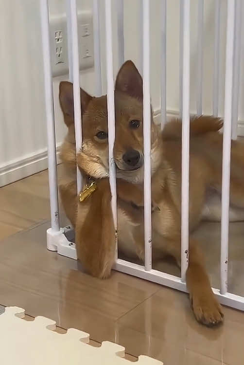 My dog has human-like behaviors#dog #dogsoftiktok #doglover #funny #funnyvideos #funnydog #dogs #foryou #tiktok 