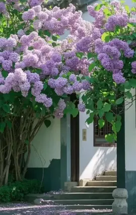 #canhdepthiennhien #vungtroibinhyen #thiennhien #chill #chualanh #bìnhyên #thonqueyenbinh #anyen🍀 #thugian #viral #flowers #beautiful 