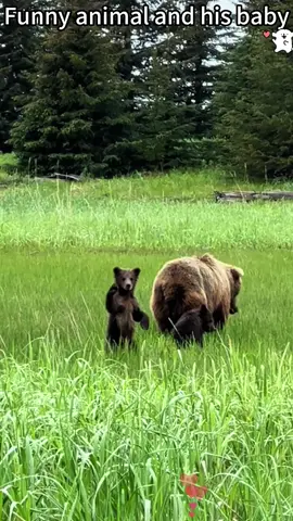 Funny animal and its cub#cat #cats #catsmoves #tiktokcat #catsoftiktok #fyp #foryou #funnycats #funnyanimals #funnypets #funnyvideos #kitten #funnytiktok #cutecats #pet #usa #usa_tiktok