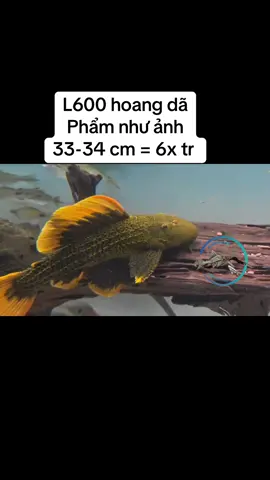 Đẹp nhất VN #pleco 