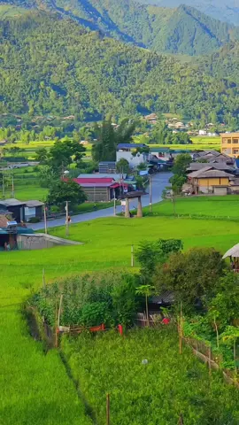 Mời anh về quê em #mucangchai #taybac #gaithaitaybac 