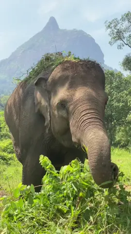 gajah 🐘 di bawah gunung batu putri kabupaten lahat Sumatera Selatan 