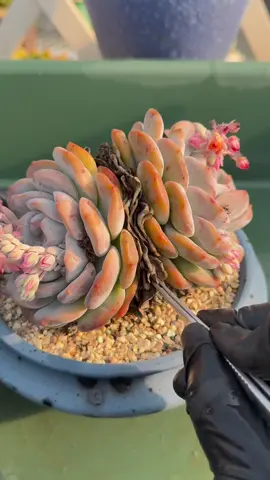 Settle in for an extended ASMR session as I peel away layers of dry succulent leaves. Enjoy every satisfying snap and crisp sound for pure relaxation and plant care bliss. 🌿✨ #ASMR #SatisfyingSounds #PlantCare #OddlySatisfying #succulent #succulent #satis 