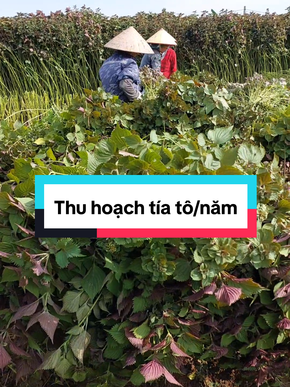 Tía tô trồng 1 lần thu bao nhiêu lượt/năm? #Vườn_thảo_dược_SADU #Hao_famer #Tía_tô