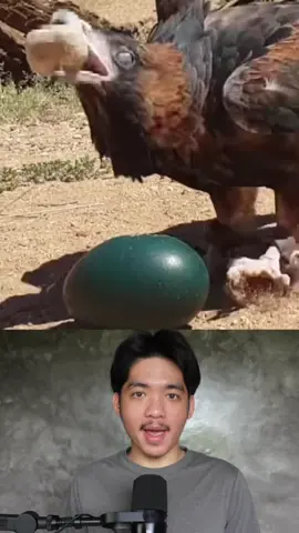 น้องชอบไข่