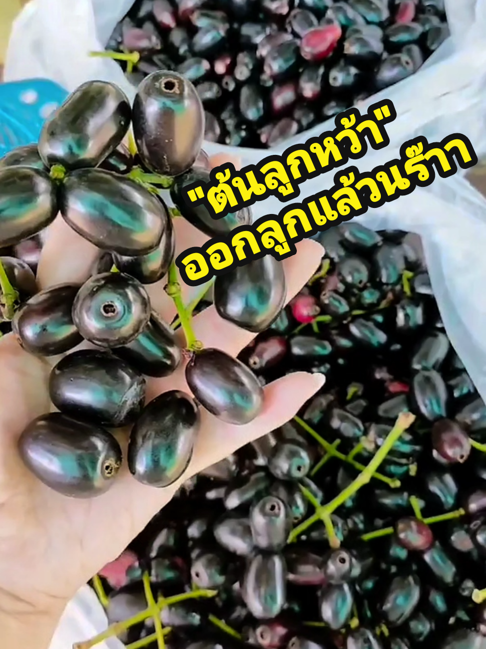 #ต้นลูกหว้า #ต้นลูกหว้ายักษ์อินเดีย #ลูกหว้า ออกลูกแล้วว #ผลไม้หายาก  #ผลไม้โบราณ  #ลูกหว้ายักษ์ #ต้นลูกหว้ายักษ์อินเดียเสียบยอด #ต้นลูกหว้ายักษ์ 