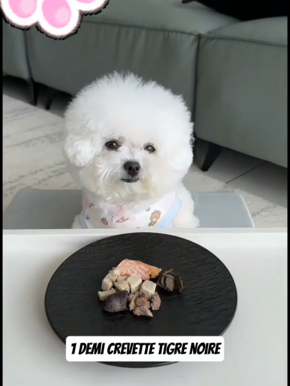 😋🐕L’art de déguster 🥹🐾 #DogEating#CuteDog#DogLover#PuppyLove#DogTikTok#DogASMR#FurryFriend #InstaDog#YummyDog #SnackTime