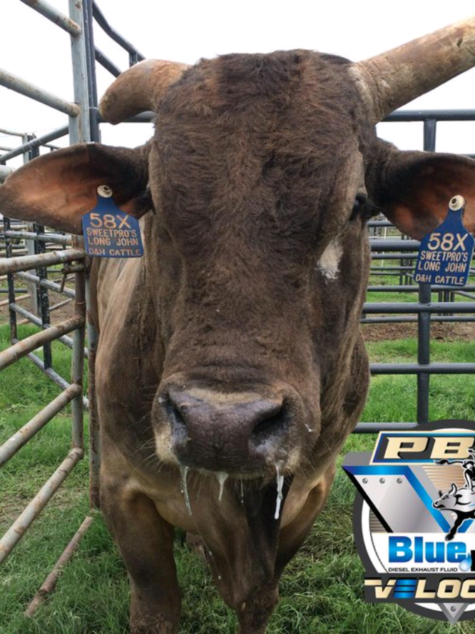 Top Bull: Long John 🧬🇺🇸🏆 #fy #pbr #monterenergy #unleashthebeast #tiktok #bullriding #topbull #rodeo #pbr2025 