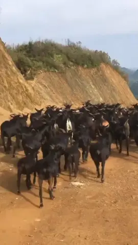 Sheep different sounds!! #goats #funny #funnypets #funnyanimals #goatsoftiktok #sheep 