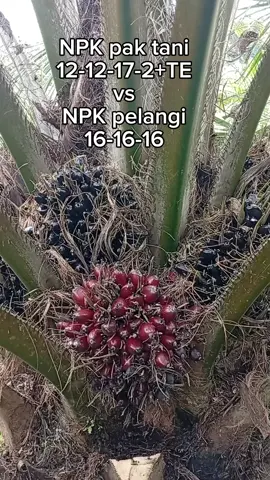 NPK pak tani vs NPK pelangi  #sawitindonesia  #fyppppppppppppppppppppppp 