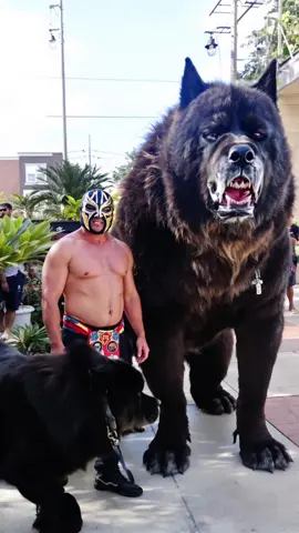 The Biggest Dog in Mexico🐶🇲🇽 #fyp #animals #dogtok #dogs #giantdog #mexico #pets #ai 