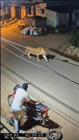 Leão encontra homem na rua em Gujarat!!! #lion #indian #gujarat 