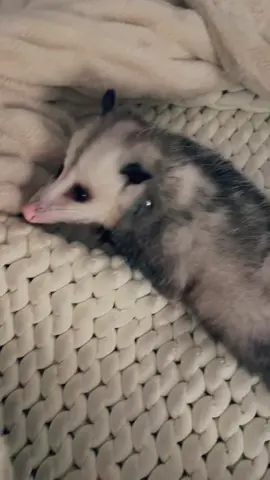 Normal Saturday #opossum #opossumsoftiktok #opossums #florida 