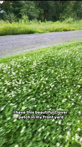 Drop me your best lawnmower recommendations that are cheap and reliable, this old Facebook marketplace one is in rough shape after my beating. #lawn #mower #grass #property 