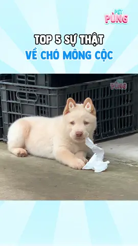 Những sự thật về chó Mông Cộc nè #pets #dogs #xuhuong #hmong 