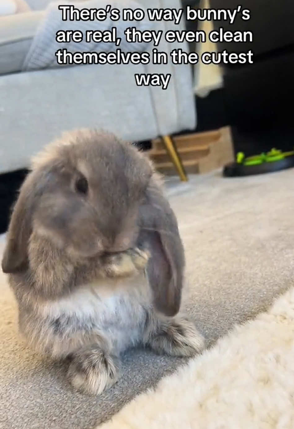 Cute bunny#🥰🥰🥰 #rabbits #bunny #funnyvideo #cute 