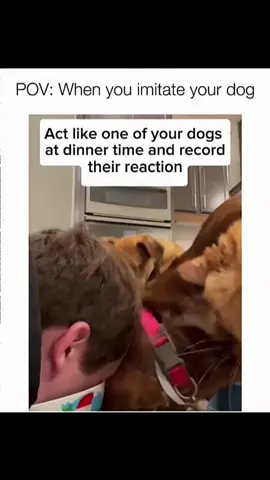 Funny and cute dogs compilation 🤣 #funnydog #funnypet #cutedog #dogoftiktok #doglover #dog 