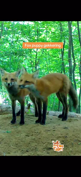 Gekkering is a fox vocalization used in dominance fights & play. They are trying to be serious here but just sound so cute 🦊 🦊  #fox #nature #wildlife #naturelover #redfoxtales #foxes #animals #ny #wildanimals #trailcameras #redfox #wildlifelover 