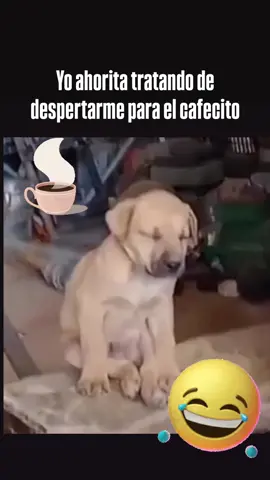 #ysi #meme #memes #jaja #jajaja #risa #risas #chistoso #divertido #divercion #chiste #goodmornings #buenasvibras #cafecito 
