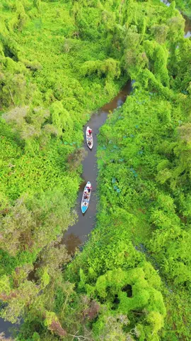 Lạc vào “xứ sở xanh thần tiên” ở rừng tràm Trà Sư, An Giang #ilovevietnam🇻🇳🇻🇳🇻🇳 #angiang #rungtramtrasu 