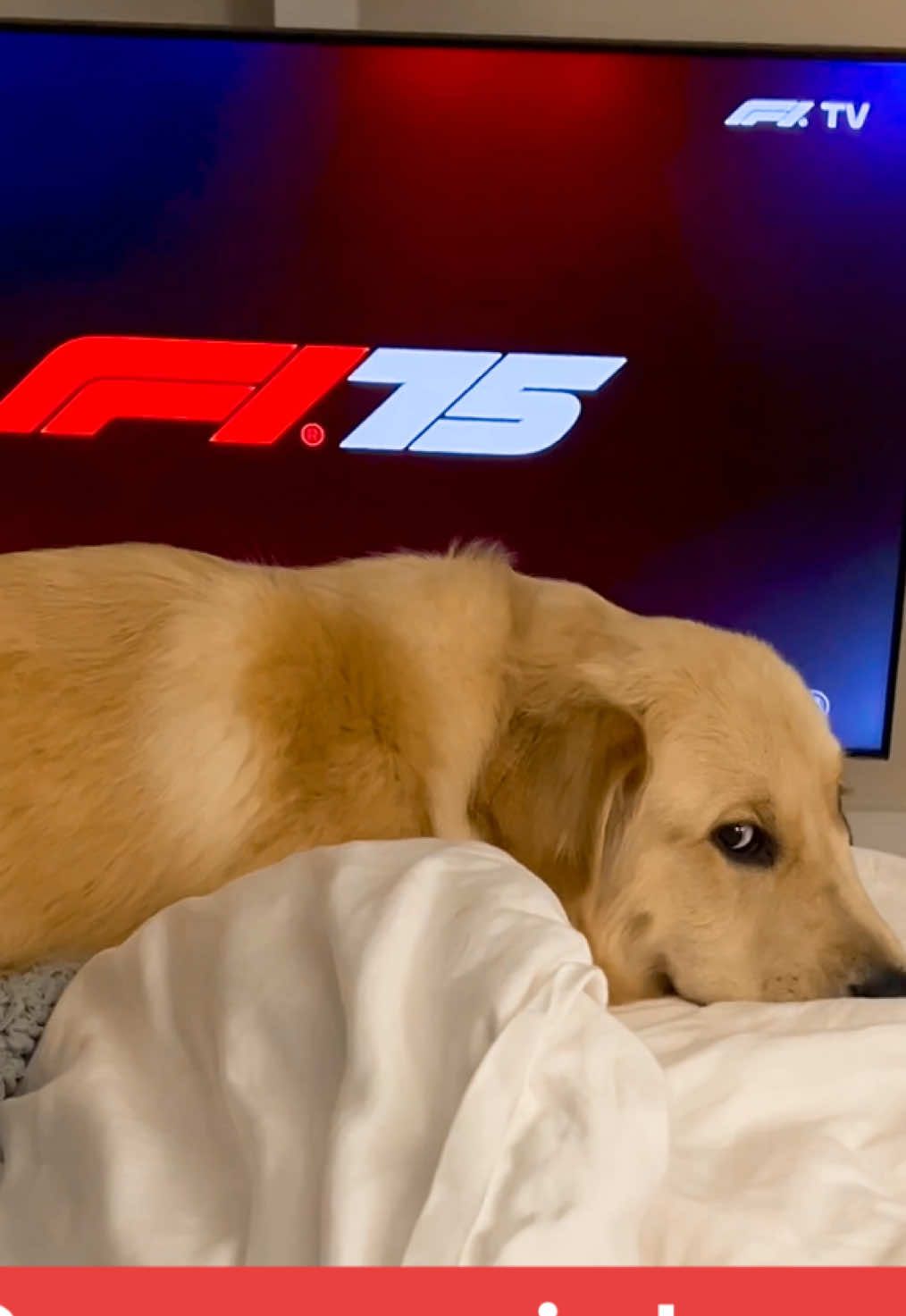 Imagine the energy she’ll bring for race day 🏎️ @Formula 1 @Mackenzie Page @F1 Movie #dogsoftiktok #f1tiktok #canadiangp #f1racing #f1movie #f1moviepremiere #f1grandprix #formula1 