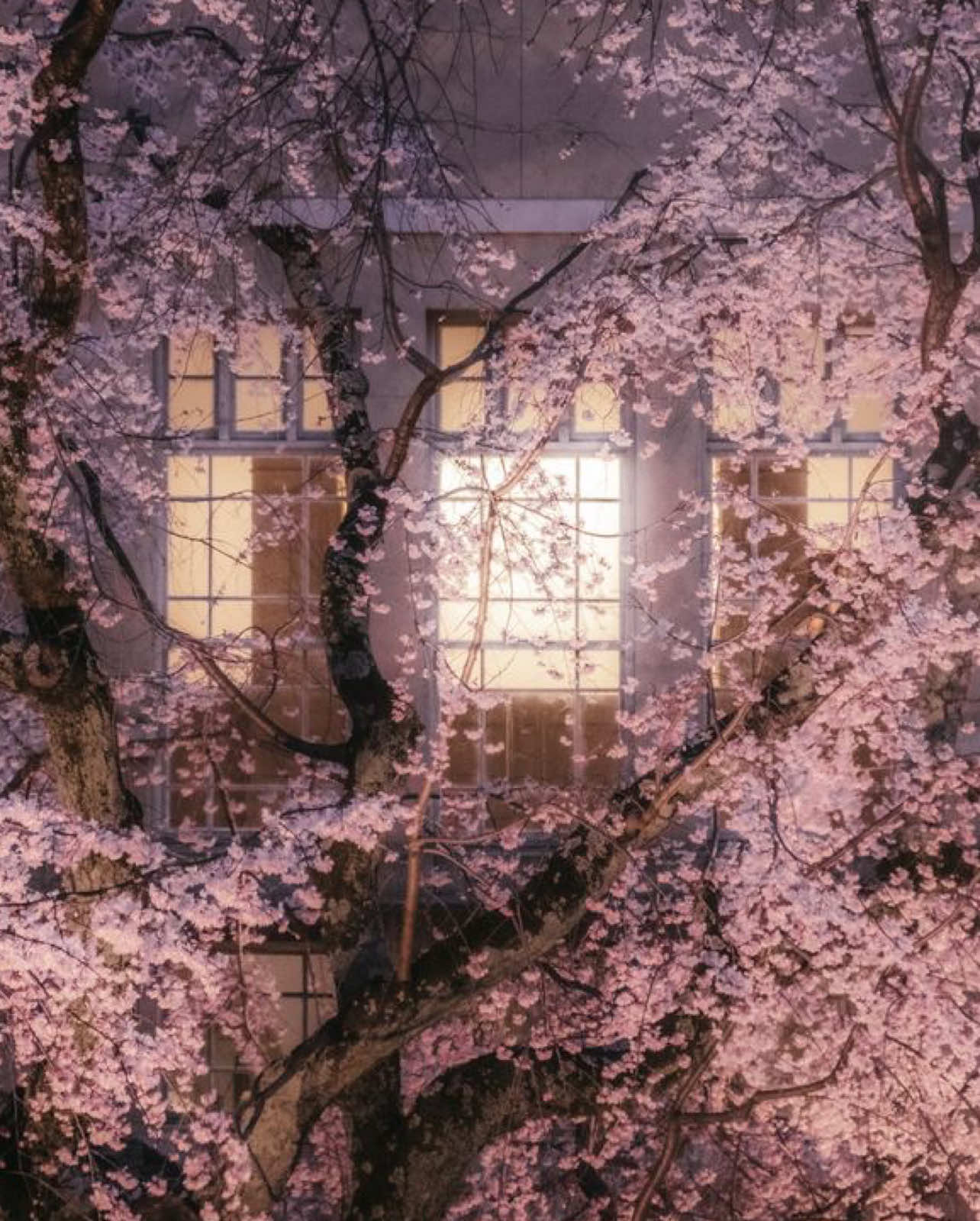genuinely #japan #asia #tokyo #kyoto #pinterest #vibes #trip #travel #osaka #matcha #fy #fyp #viral 