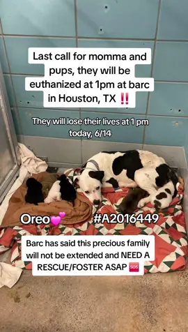 📣Due to URI and lack of space, this family will NOT be extended again. Please do not wait if you can help! 📣Extended to Saturday, 6/14 @ 1pm 🆘On the euthanasia list Friday 6/13🆘   RESCUE ONLY  🩷🐶🍼 #A2016449 Oreo (Mom) A2016450 Thin Mint, 6451 Peanut Butter Blossom , 6452 Milk, 6454 Oatmeal Raisin, 6455 Gingerbread, 6456 Biscotti, 6457 Sugar   6/1 intake | Staffie Mix | 2Y | 35 lbs | HW+ Puppies 2W 📣The puppies can not be separated from mom nor transport at this time.  📌Moms and litters should not be housed in the shelter long term due to immature immune systems and susceptibility to infectious conditions such as URI. 🎥Oreo https://youtube.com/shorts/VhDxMR725JM?si=tRGJPqpcWQm-kHCt 💜 𝗩𝗼𝗹𝘂𝗻𝘁𝗲𝗲𝗿 𝗡𝗼𝘁𝗲𝘀  Mom Oreo is a good Momma!   She was friendly and tooks treats.   She got up every time I walked by her kennel for scratches and treats.   📝 𝗦𝗵𝗲𝗹𝘁𝗲𝗿 𝗡𝗼𝘁𝗲𝘀: 06/02/25 15:00 Head low, tail tucked but wagging. Didn't walk once leashed so carried her out to run. Was sitting by the gate when I returned, loose leash back inside to kennel and sniffed each puppy carefully before lying down with them. Relaxed while in kennel. Walks loosely on leash and calm while outside in runs. 🚑𝗠𝗲𝗱𝗶𝗰𝗮𝗹 𝗡𝗼𝘁𝗲𝘀:  act notice pet vomit on temp kennel also not eating 🏷 This pet can only be tagged by a RESCUE group but please remember all rescues need 𝗙𝗢𝗦𝗧𝗘𝗥𝗦 in order to tag this pet and save their life. This pet cannot be adopted through the shelter, so please message the page if you can help! 📌 Please contact BARC if you are local and can help! Neither BARC nor the page can assist out of state adoption or foster offers. We are NOT the shelter. 🚩Please do not honor pledges until the post has been updated with rescue information and a freedom picture. Please reach out with any questions or concerns 💌 𝗔𝗹𝗹 𝗵𝗼𝗹𝗱𝘀 𝗠𝗨𝗦𝗧 𝗯𝗲 𝗶𝗻 𝘄𝗿𝗶𝘁𝗶𝗻𝗴, 𝘀𝗼 𝗽𝗹𝗲𝗮𝘀𝗲 𝗱𝗼 𝗻𝗼𝘁 𝗖𝗮𝗹𝗹. 𝗜𝗳 𝗟𝗼𝗰𝗮𝗹 𝗮𝗻𝗱 𝗶𝗻𝘁𝗲𝗿𝗲𝘀𝘁𝗲𝗱 𝗶𝗻 𝗙𝗼𝘀𝘁𝗲𝗿𝗶𝗻𝗴 𝗼𝗿 𝗔𝗱𝗼𝗽𝘁𝗶𝗼𝗻, 𝗲𝗺𝗮𝗶𝗹 𝗮𝗹𝗹 𝗯𝗲𝗹𝗼𝘄:  barcfoster@houstontx.gov barcadoptions@houstontx.gov BARC.Aid@houstontx.gov 𝐏𝐥𝐞𝐚𝐬𝐞 𝐮𝐬𝐞 𝐭𝐡𝐞 𝐚𝐧𝐢𝗺𝐚𝐥’𝐬 𝐬𝐞𝐯𝐞𝐧 𝐝𝐢𝐠𝐢𝐭 𝐈𝐃 𝐧𝐮𝗺𝐛𝐞𝐫 𝐰𝐡𝐞𝐧 𝐜𝗼𝐧𝐭𝐚𝐜𝐭𝐢𝐧𝐠 𝐭𝐡𝐞 𝐬𝐡𝐞𝐥𝐭𝐞𝐫. 📍BARC Animal Shelter  3200 Carr St Houston, TX 77026 www.houstontx.gov Please message @To New Beginnings if you can help 🙏  #adopt #foster #rescue #fosteringsaveslives #houston #adoptdontshop #fyp #dogsoftiktok #