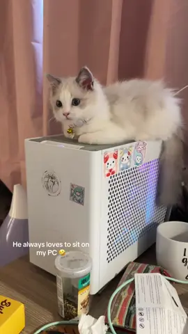 Anyone else's cat does this too? #kitty #ragdoll #cat #catsoftiktok #cutecat