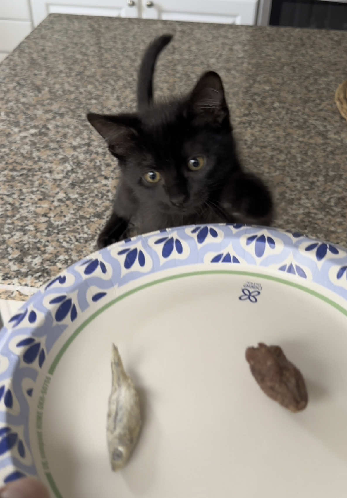 He likes his minnows better. #catfood #kittycatsoftiktok #tiktokshop #kittens 