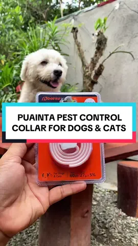 Ang bango nito pati ako na rerelax, may amoy Citronella. PUAINTA PES Control Collar for Pets Cat and Dog Collar Safety Mood Relief Collar. Flea And Tick Collar Essential Oils ,Anxiety Relief #PetCollar #FleaAndTickCollar #AnxietyRelief #PetRelaxation #PetSafety #EssentialOilsForPets #PetCare #DogCollar #CatCollar #StressReliefForPets #PetStressPrevention #NaturalPetCare #fyp  #MosquitoRepellentForPets #ParasiteControl #CalmingCollar #PetWellness