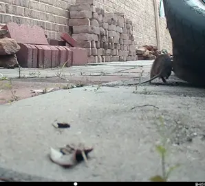 #mousefight #mousefighting #funny #funnyvideos #fyi #animal #animalsoftiktok #mouse #wildanimals 