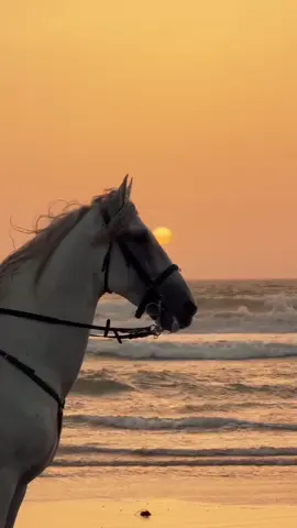 #جرح_في_ظهر_الخيل_تحت_السرج_متداري #جرح_القلب #وجع #ألم #الاحترام_تربية_وليس_ضعف 