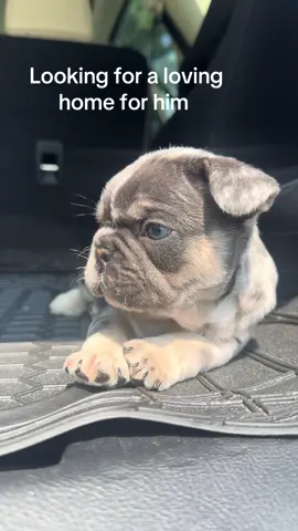 French Bulldog#frenchiepuppyforsale 