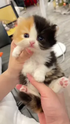 Cuteeeeee!😍#catlover #catsoftiktok #babycat #kitten #fyp #PetsOfTikTok 