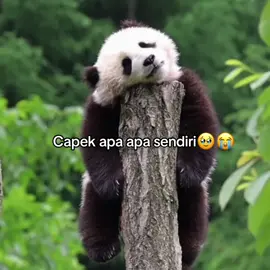 Capek apa apa sendiri🥹 😭 #panda #lucu #wuote #cape #sedih