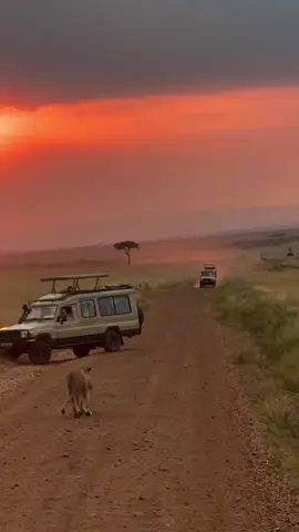 #maasaimara #serengeti #visitmaasaimara #fyp #tembeakenya #natgeowild #wildbeastmigration #bucketlist #wildanimals 