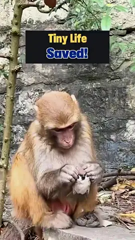 from monkey attack to CPR miracle #birds #monkey #CPR 