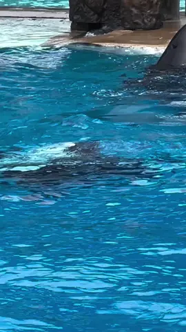 Dancing 🤩 #hashim_dolphin #dolphins #dolphinshow #orcas #animals #fyp 