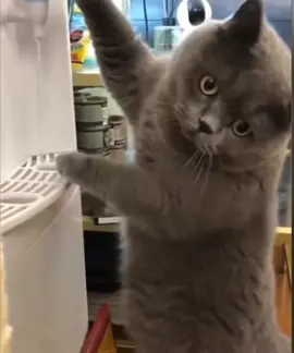 #твариниприкол#приколи #кіт#cat #комент #підписка #best #tik_tok #jokes #комент 