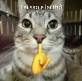 #meme#meme#haihuoc #meme#anhmemehaihuoc #sigma 