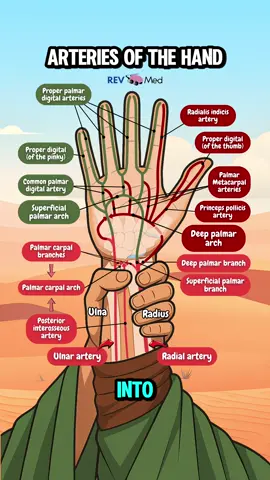 This is the day I perfected your studying and completed your understanding of your favorite two arches ❤️💚 Here’s a hand to celebrate as you study the arteries of the Hand ✋🏼 read below for notes ⤵️ This lesson is the palmar side of the hand and you should send this to your friends right now so they can have this! More soon @rev.med ✅ Overview Radial + Ulnar → Superficial & Deep Palmar Arches Blood to the hand comes from radial and ulnar arteries. These form anastomotic arches on the palmar (and dorsal) side.  