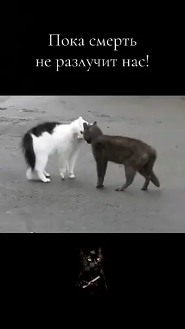#ойбой#коты#🐈🐈‍⬛#🙂