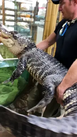 He picked up my gator!!😳 Showing Gatorboy Chris what we are all about over here at the reptile zoo😅